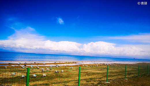 青海无波秋雁下，草生碛里见牛羊——青海甘肃环线游记-塔尔寺,青海湖,茶卡盐湖,敦煌,鸣沙山