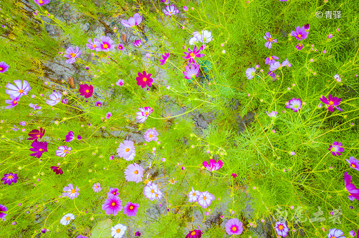 秋日湖边的花海，像大地的织锦-湘湖