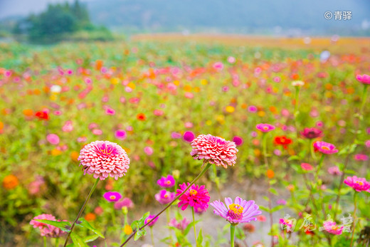 秋日湖边的花海，像大地的织锦-湘湖