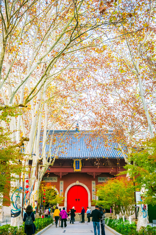 四大赏枫地，秋风起，南京变金陵-栖霞山