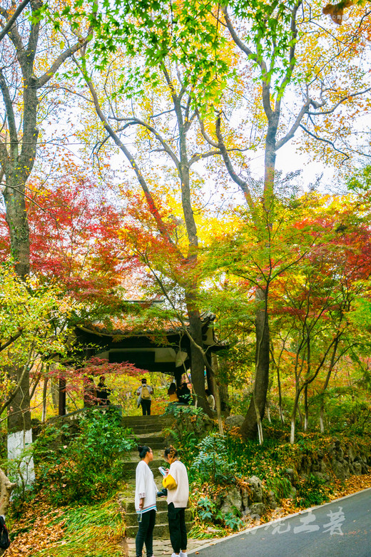 四大赏枫地，秋风起，南京变金陵-栖霞山