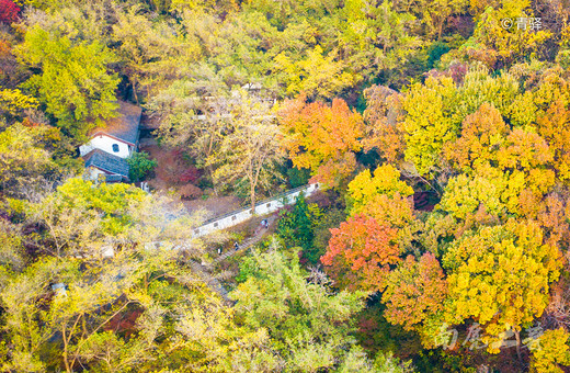 四大赏枫地，秋风起，南京变金陵-栖霞山