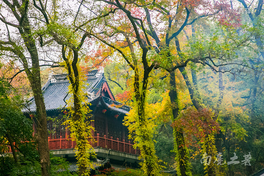 四大赏枫地，秋风起，南京变金陵-栖霞山