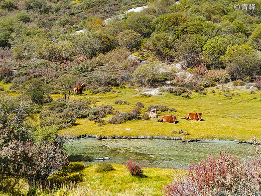 去看一场秋天的童话——自驾28天侣行记 川西风光篇之稻城亚丁（西行完结）-牛奶海