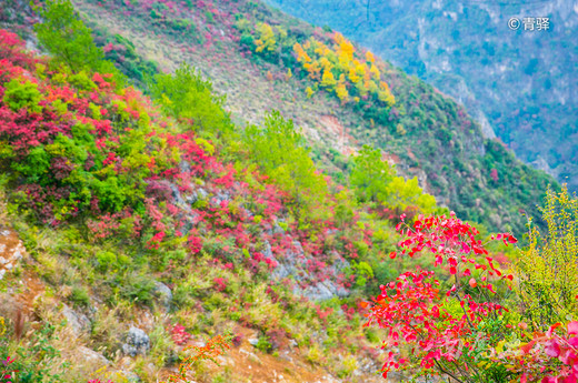 巫峡之巅新开一条神女天路，带你看三峡最美的红叶-长江三峡,巫山
