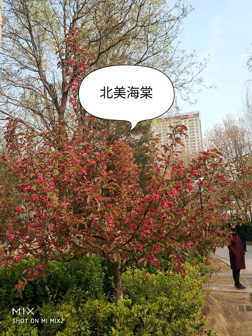 春天赏花忙