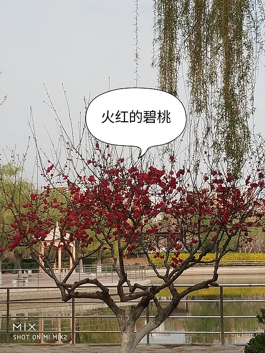 春天赏花忙