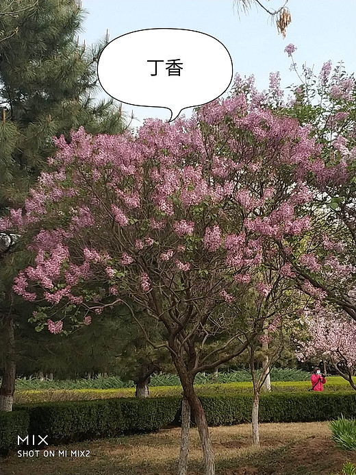 春天赏花忙