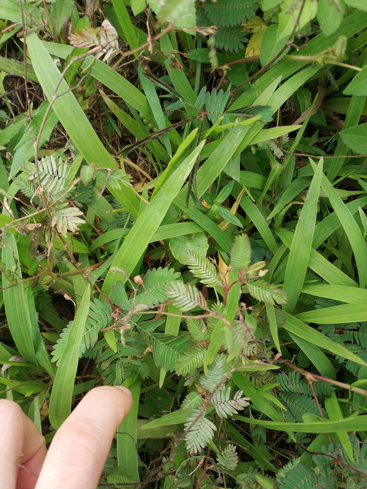 华南植物园半日卡-广州