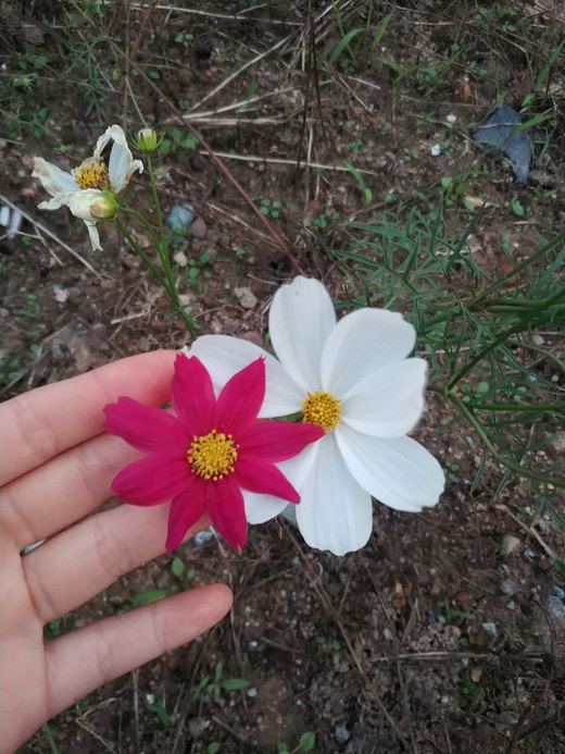 花城广场的傍晚-珠江新城,广州