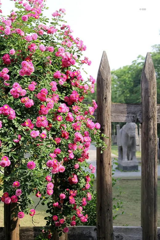 蔷薇打卡之下马坊遗址公园 #春暖花开#-南京