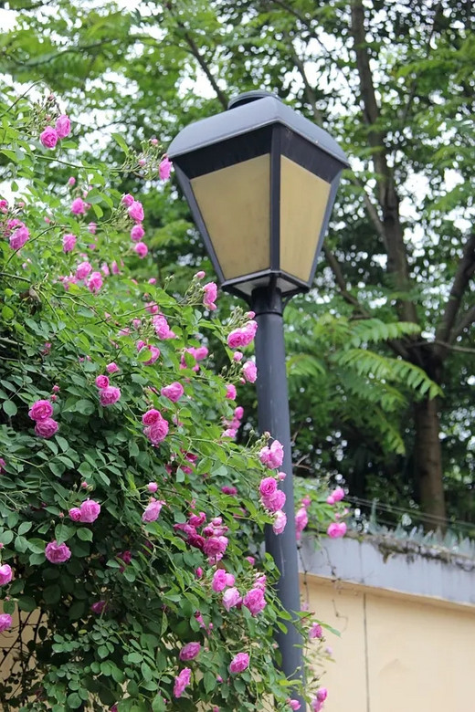 蔷薇打卡之颐和路 #春暖花开#-南京