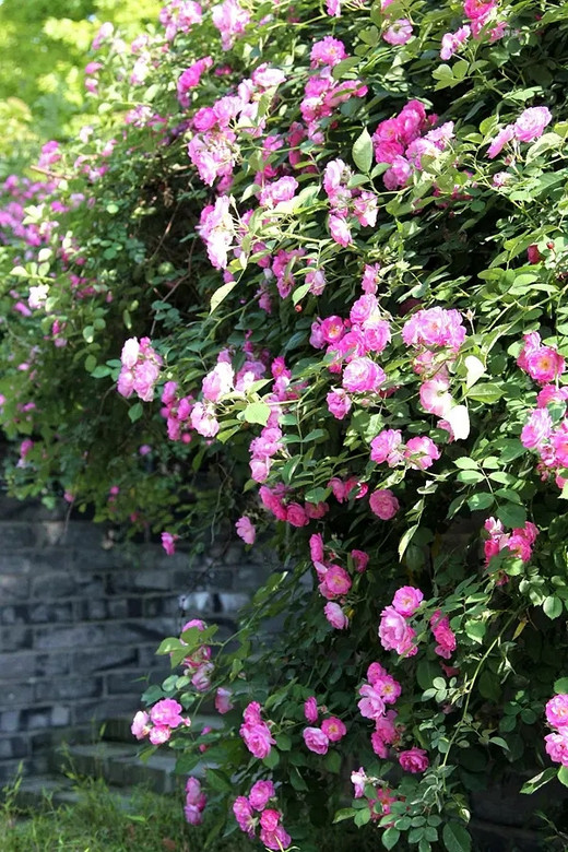 蔷薇打卡之光华门城堡遗址公园 #春暖花开#-南京