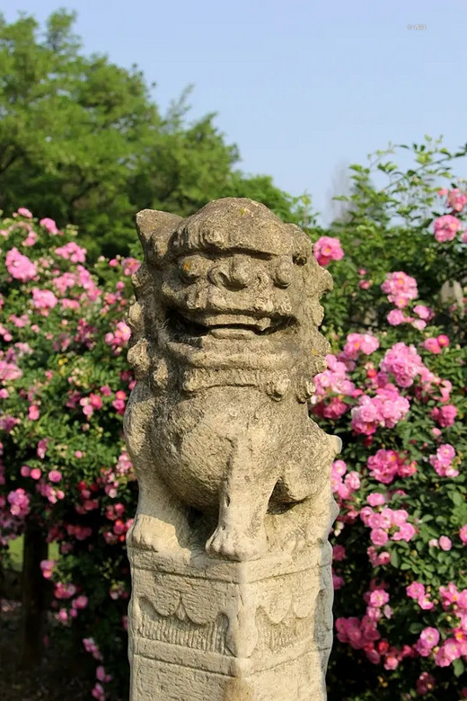 蔷薇打卡之下马坊遗址公园 #春暖花开#-南京