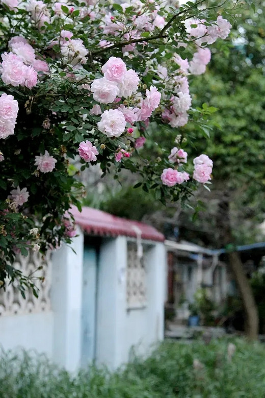 蔷薇打卡之街头巷尾 #春暖花开#-南京