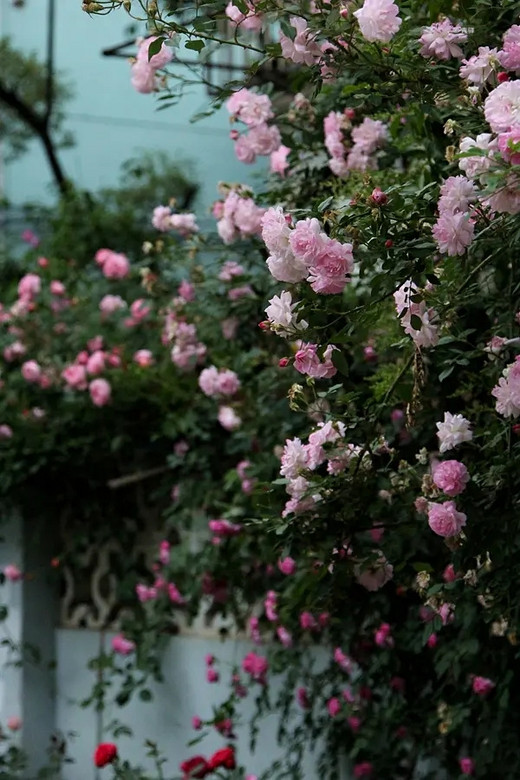 蔷薇打卡之街头巷尾 #春暖花开#-南京
