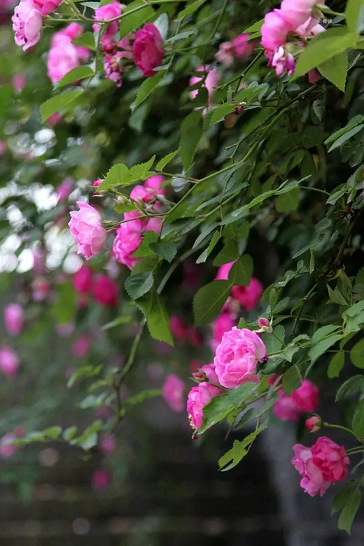 蔷薇打卡之光华门城堡遗址公园 #春暖花开#-南京