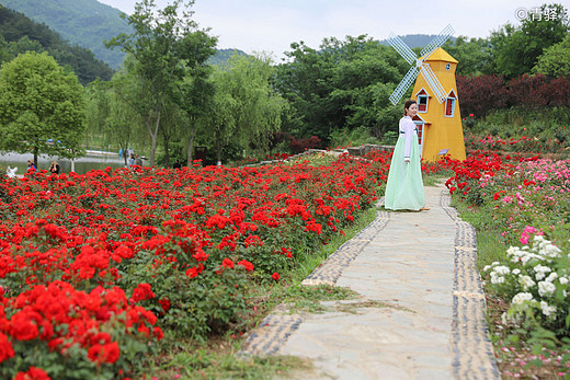 武汉近郊，华中最大规模的玫瑰园、花海如簇，无法抗拒的浪漫天堂