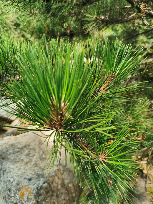 2020.8.1八水沟天然生态氧吧游走记