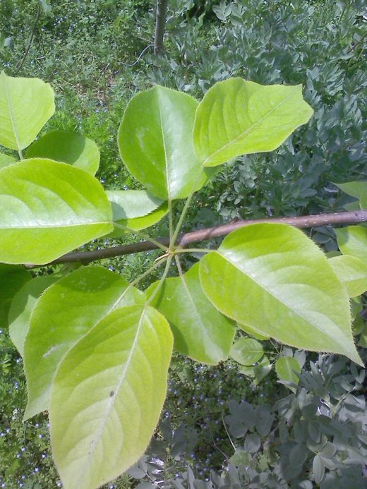 4.梨树景物摄影