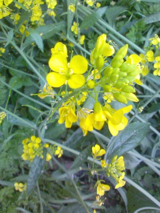6.盛开地油菜花