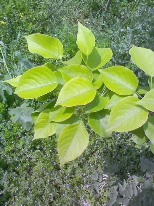 4.梨树景物摄影