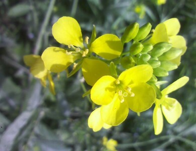 6.盛开地油菜花