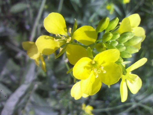 6.盛开地油菜花