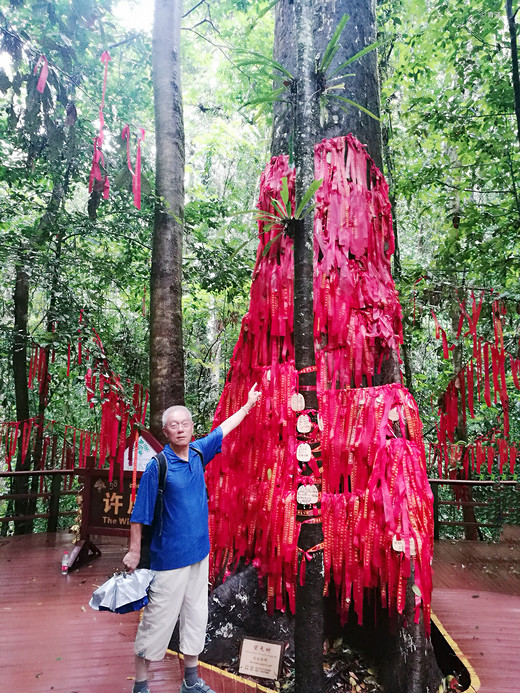 丽江-西双版纳8日游-夫子庙,南京,昆明,西双版纳原始森林公园,望天树