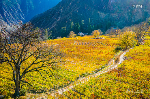 云南的雪山峡谷，为什么能酿出世界级的冰葡萄酒，还返销欧洲-香格里拉,庆州,梅里雪山,雨崩,日照
