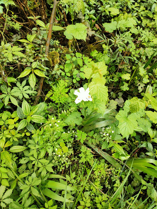 清明节雾山开化寺爬山记-洛阳,河南