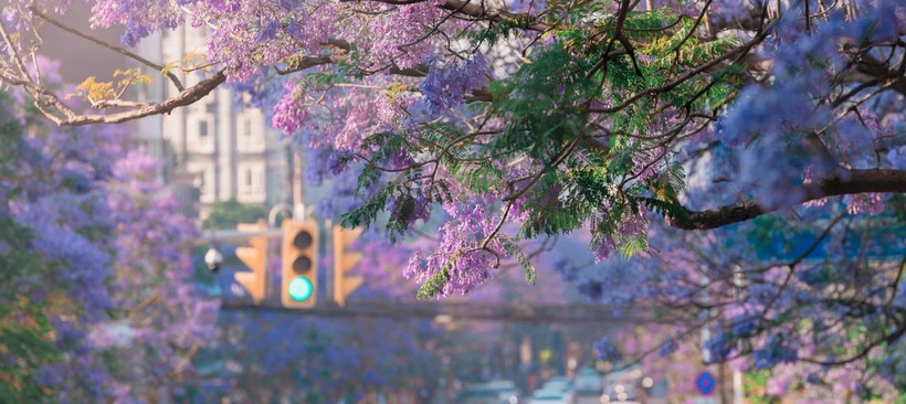  Flowers never grow old in the four seasons, and Kunming is in the spring along the river