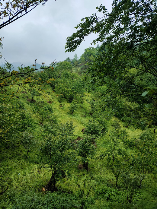 空山新雨后——雾山乡背背山