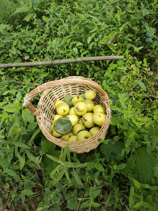 凤山花海-日照