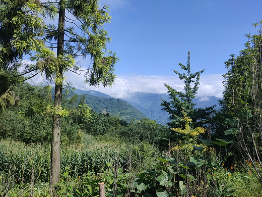 凤山花海-日照