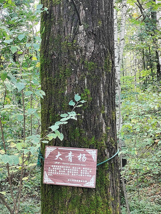 游长白山第三天（9月19号）-松花江,日本,北京