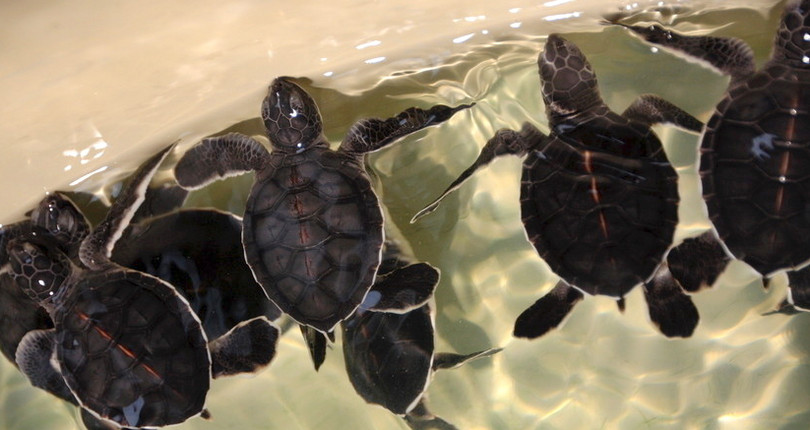 海龟保育中心