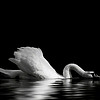 https://qyimg.iqingyi.com/foruser/20181007/73775dbb6143ea432c51f374feae8299.jpg!usercover