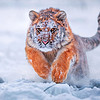https://qyimg.iqingyi.com/foruser/20181007/e9dfa9bffecf07b2766e978d5712aa9b.jpg!usercover
