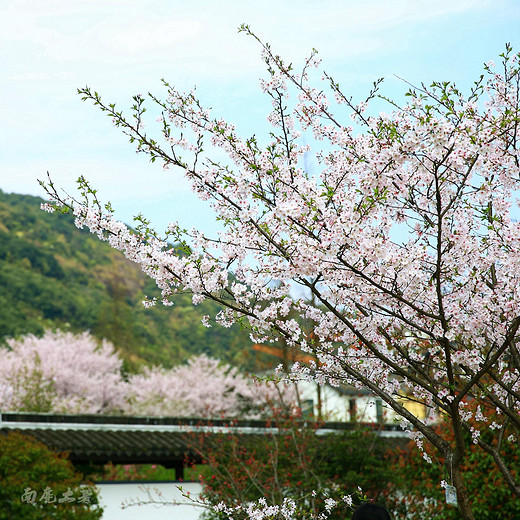 1,每年约3月20日至4月10日,绍兴宛委山樱花节开幕,樱花花期很短