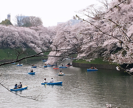 追逐樱花的脚步从东京到函馆-北海道,皇居,千鸟渊