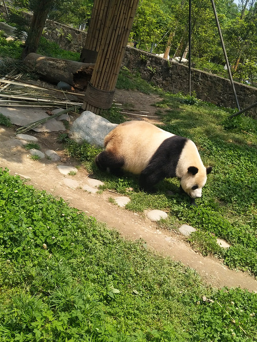 第一次四川行还在继续-锦里,宽窄巷子,青城山,春熙路,成都