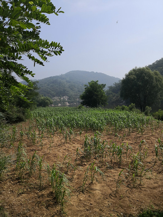 盛夏，那山