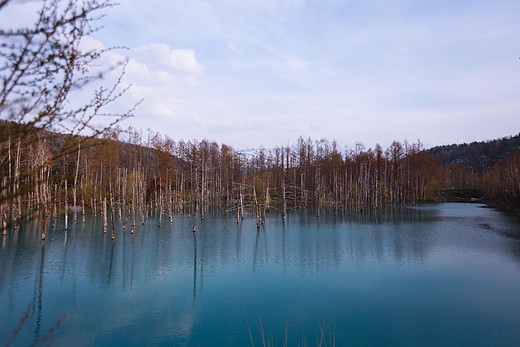 北海道春日樱花游