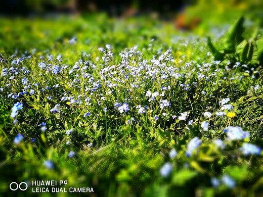 喀拉峻花海-喀拉峻草原,伊犁