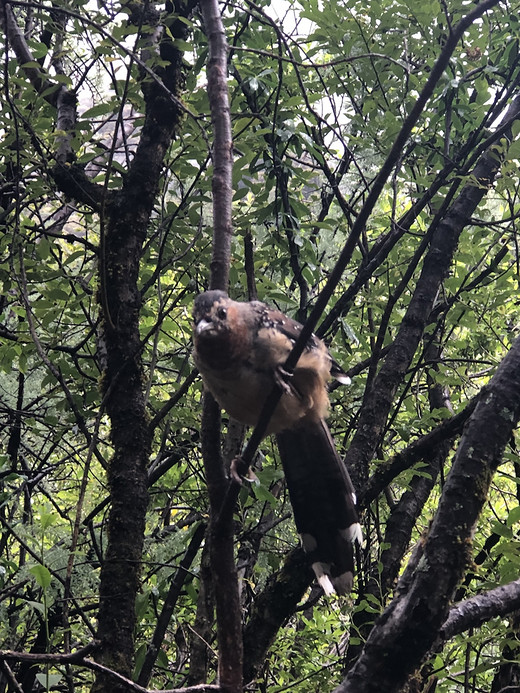 快乐公休&梦想之旅！Day5-稻城,夏诺多吉,央迈勇