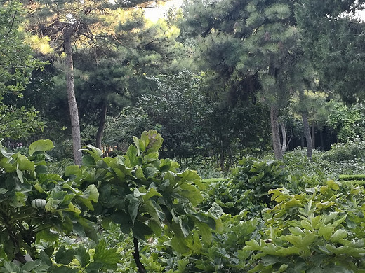 景山公园行