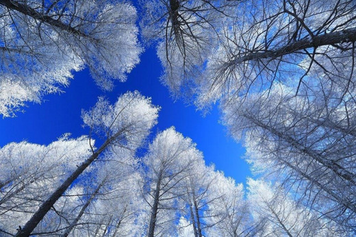 冬天去呼伦贝尔看雪体验冰雪那达慕中国冷极根河4日冰雪体验之旅