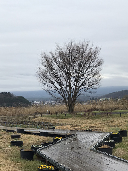 漫步于冬日的东京......点缀着秋的美丽-上野公园,新宿御苑,皇居,浅草寺