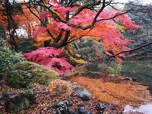 漫步于冬日的东京......点缀着秋的美丽-上野公园,新宿御苑,皇居,浅草寺